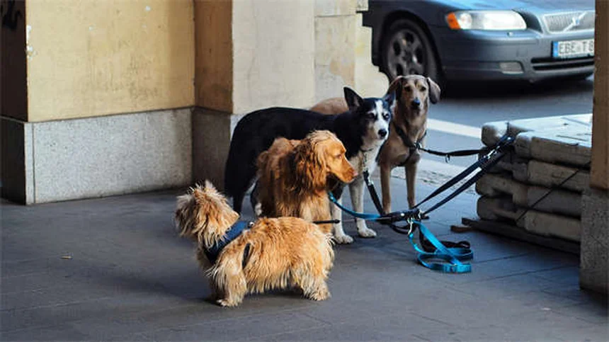 知っておきたい!愛犬が首をかしげる意外な理由と注意点