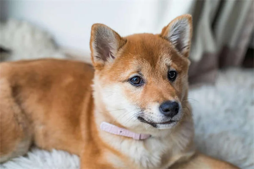 犬猫の便秘と肝臓病に効くラクツロースの正しい使い方