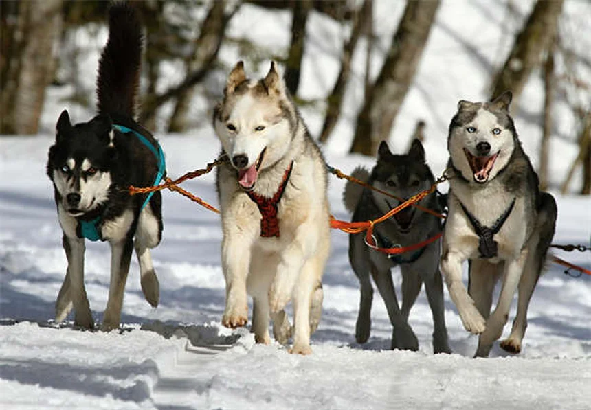 犬猫の便秘と肝臓病に効くラクツロースの正しい使い方