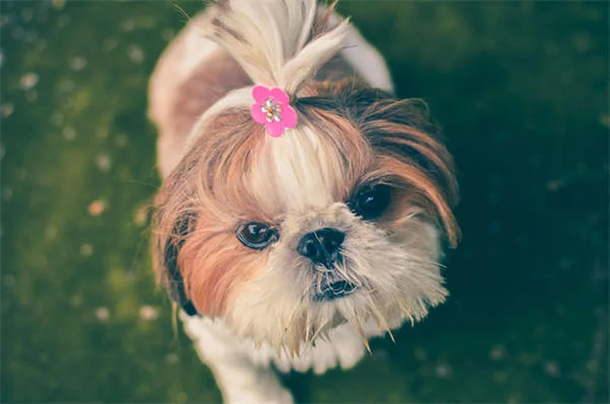 ペットに薬を与えるのが苦手な飼い主必見！成功率90％のコツ5選