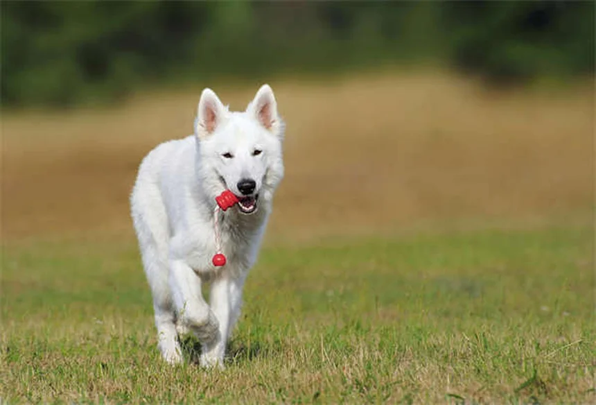 シクロフォスファミドの副作用と注意点：犬猫に与える影響30%以上も！知っておきたい事実を徹底解説