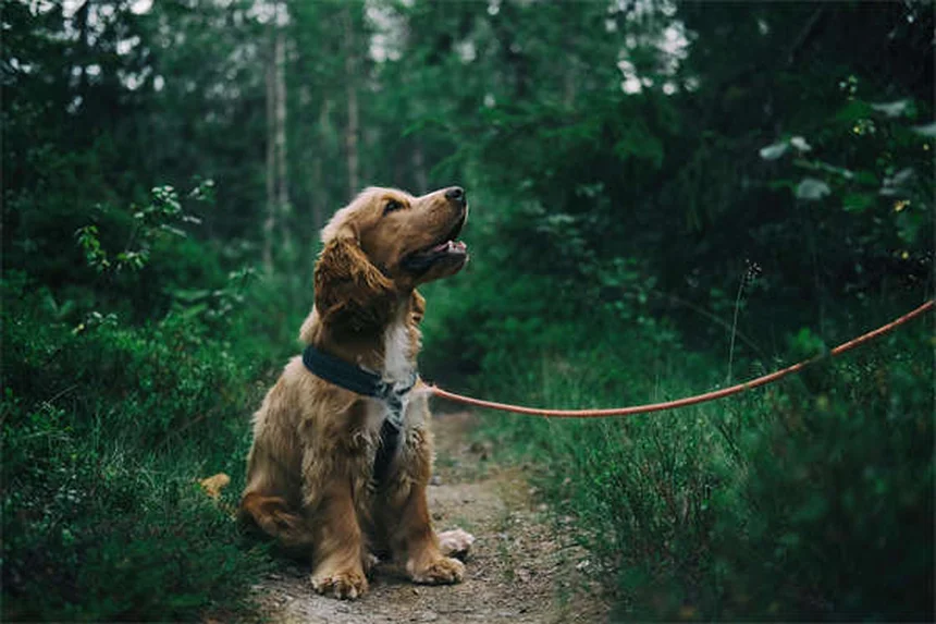 ラーク・コーシングって知ってる？愛犬が本領発揮する安全な狩猟模擬競技を解説