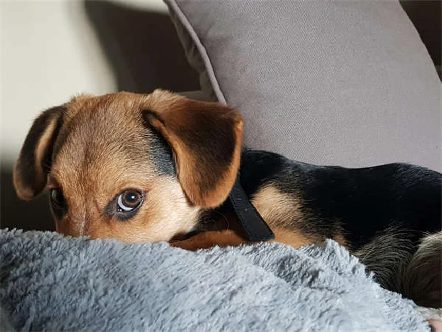 ラーク・コーシングって知ってる？愛犬が本領発揮する安全な狩猟模擬競技を解説