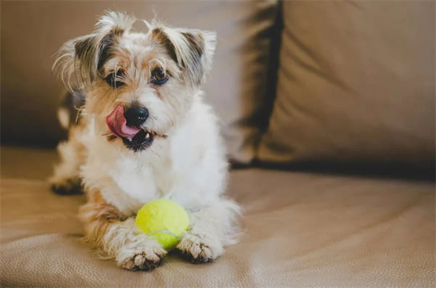 聴覚障害を持つ犬の訓練、思ってるよりずっと簡単だよ
