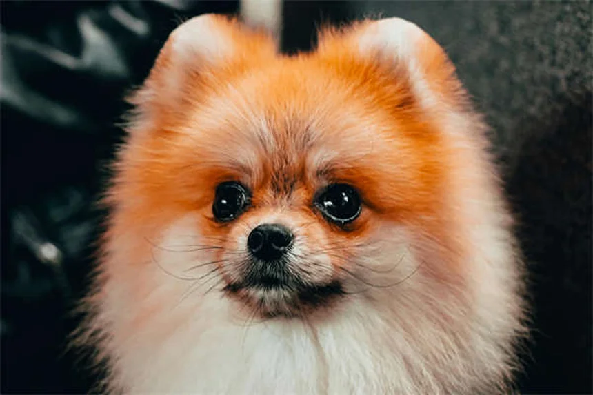 フルコナゾール 犬 副作用や注意点を解説！よくある誤解と真実