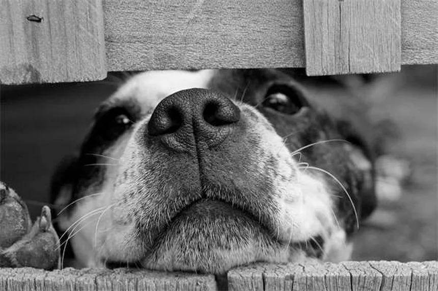 フルコナゾール 犬 副作用や注意点を解説！よくある誤解と真実