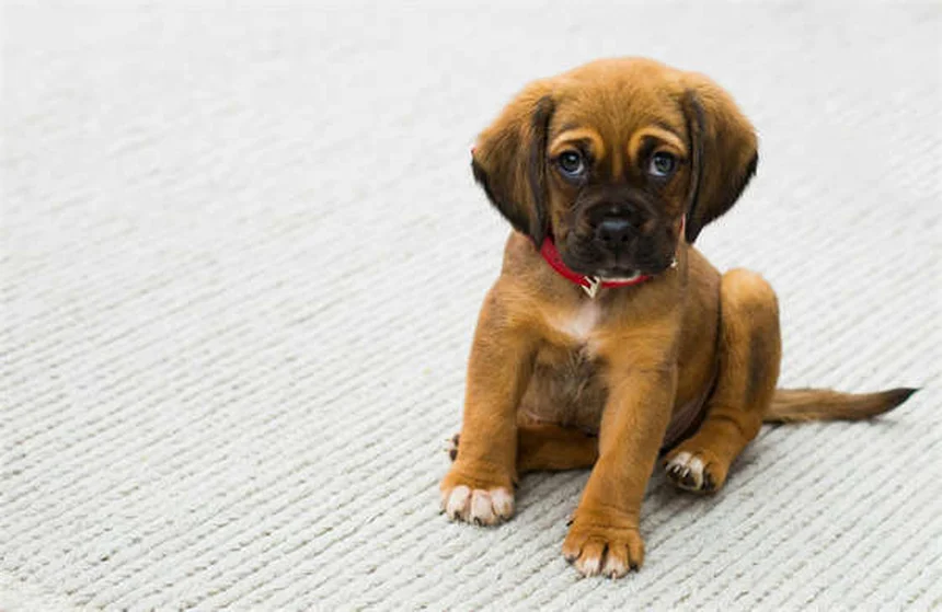 犬用フロセミド、副作用と正しい使い方を徹底解説