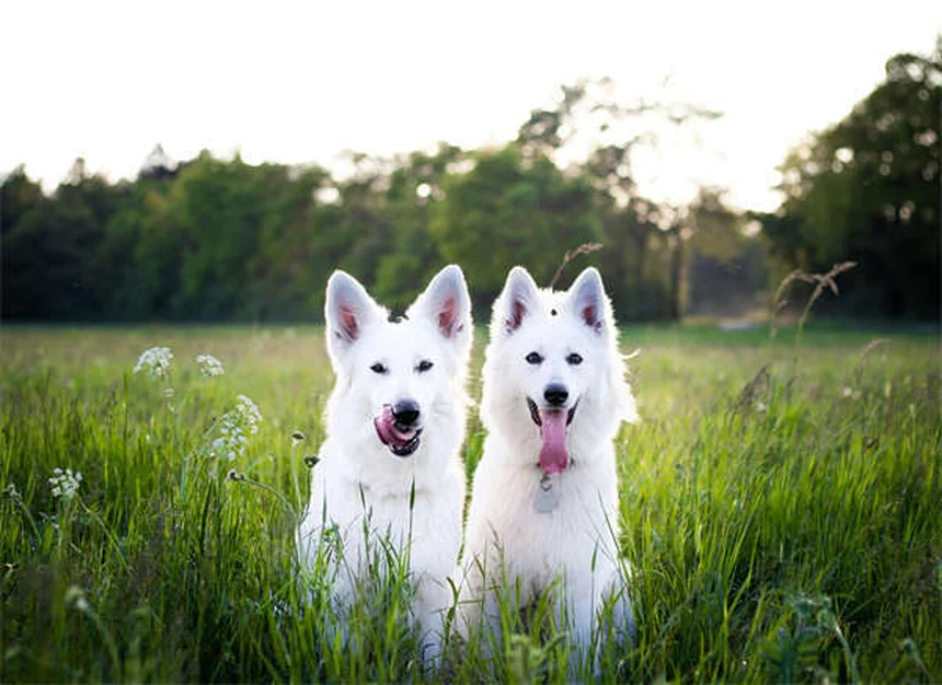 犬用フロセミド、副作用と正しい使い方を徹底解説