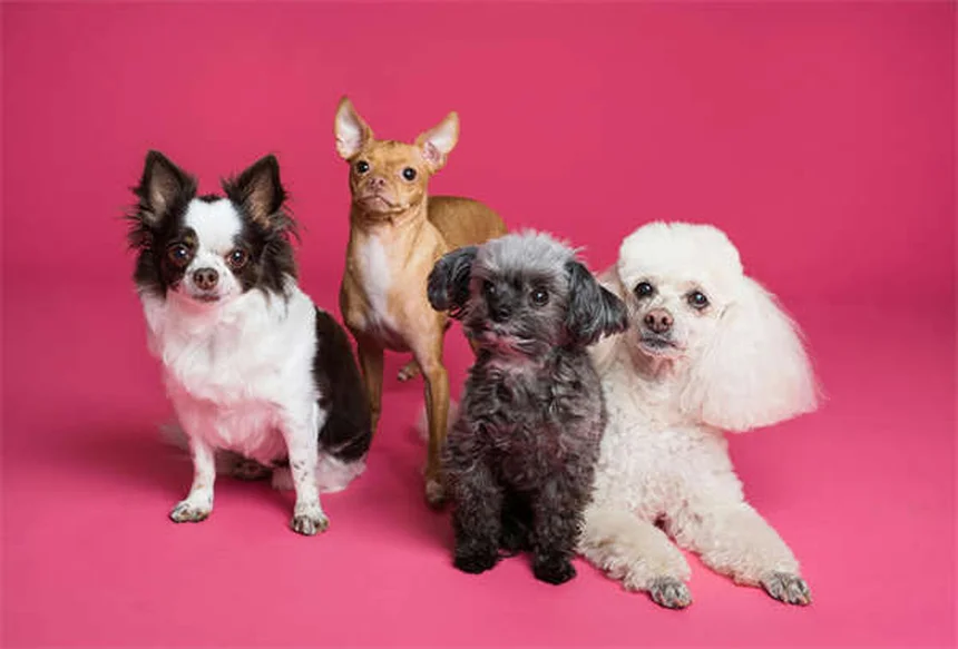 犬用フロセミド、副作用と正しい使い方を徹底解説