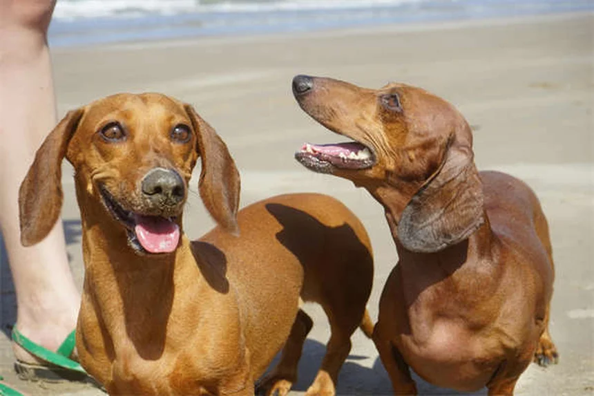 犬のバリアフラストレーション、原因と改善法をプロが解説