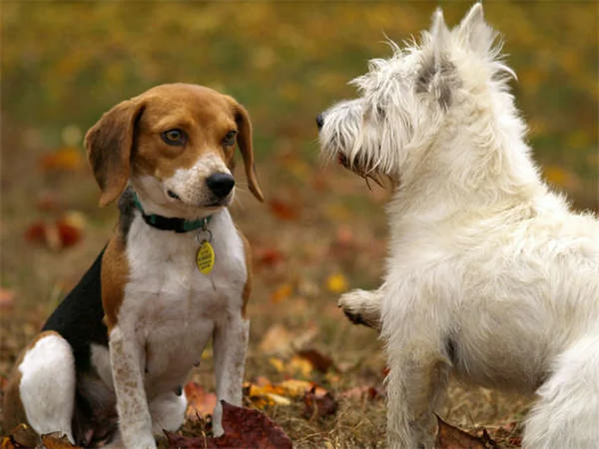 犬のバリアフラストレーション、原因と改善法をプロが解説