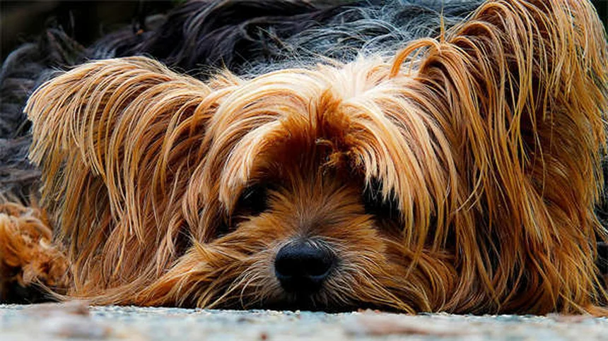 犬猫のカルニチン副作用と効果を獣医が解説