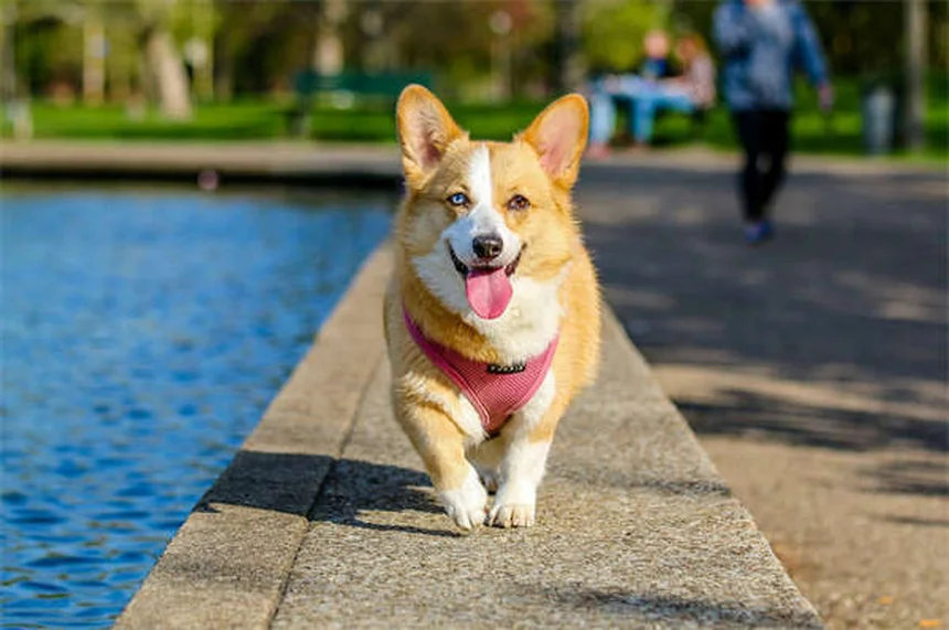 グローフィッシュの飼い方：初心者がよくやる失敗と対策