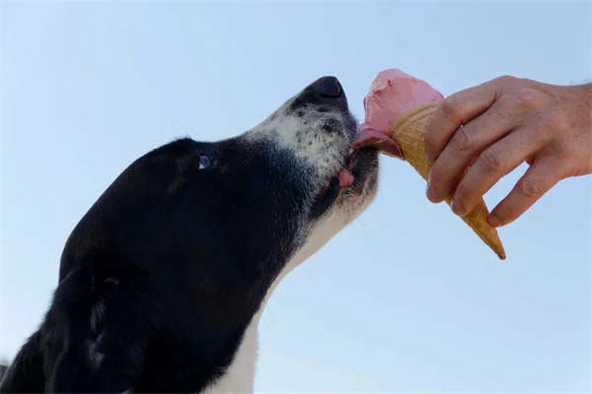 テラマイシン眼膏の副作用と効果を犬猫の飼い主が知っておくべきこと