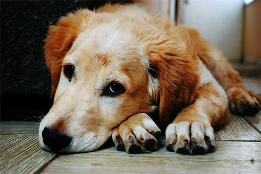愛犬とのキャンプで安全を守る！必ずやるべき5つのポイント