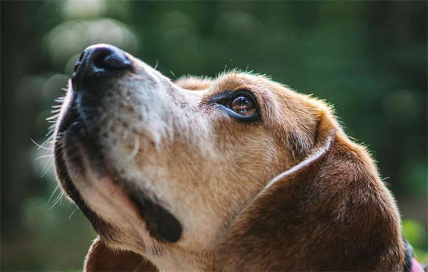 犬の発情期（ヒート）の期間や症状を徹底解説｜知っておきたい正しい管理方法