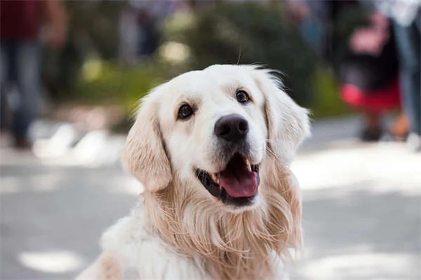 犬が股間を嗅ぐ理由と止めさせる方法【飼い主必見】